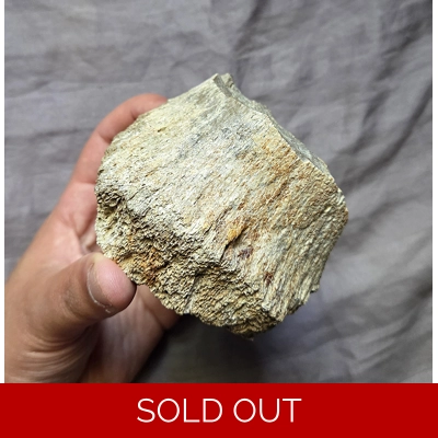 Rare Huge Ankylosaurus Spike Partial Bone Chunk Fossil Hellcreek Formation Dinosaur Rare Huge Ankylosaurus Spike Partial Bone Chunk Fossil Hellcreek Formation Dinosaur